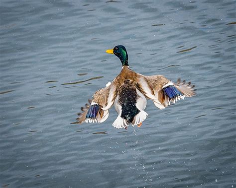 Mallard Male Flying Photograph by Mary lee Sampson - Fine Art America