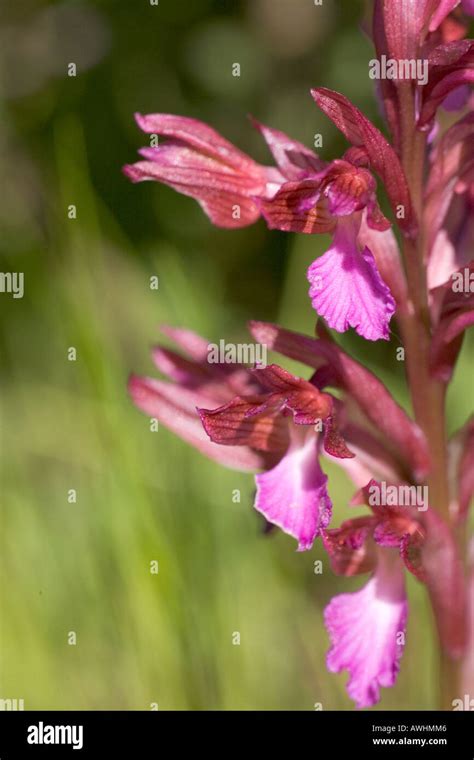 Pink Butterfly Orchid Orchis Papilionacea Near Campile Corsica France