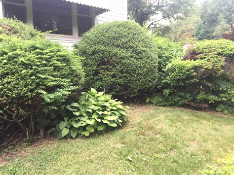 Ideas for overgrown bushes? : r/gardening