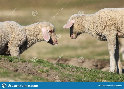 Two Little Lambs Play At Pasture Stock Image Image Of Love Animal