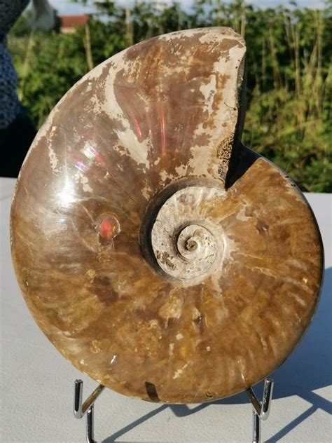 Ammonite Matrix Free Aioloceras Cleoniceras Sp Catawiki