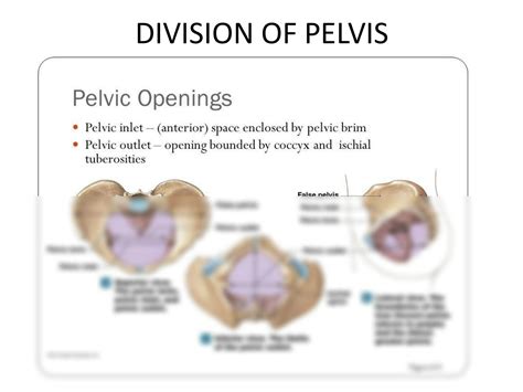 Solution Pelvic Girdle Muscles Of The Pelvic Floor Studypool