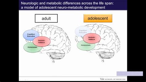 Teenage Vs Adult Brain