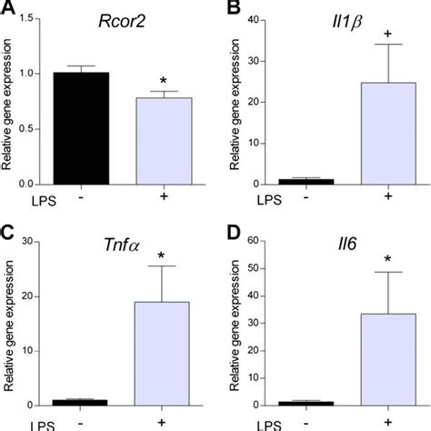 Concomitant Downregulation Of Rcor And Increased Pro Inflammatory Gene