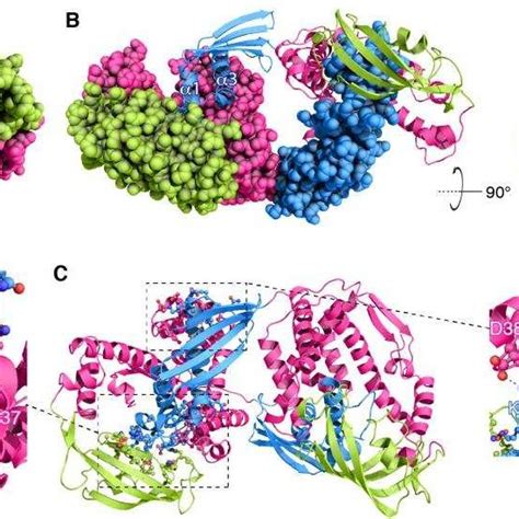 Structural Basis For Tf Dimerization A The Lowest Energy Structure