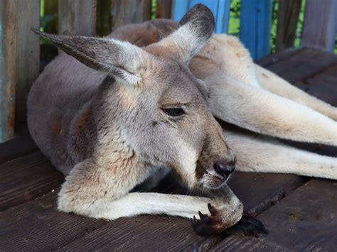 Kangaroos Wallaroos And Wallabies Oh My Farmhouse Animal And