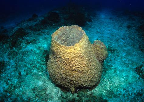 Giant Barrel Sponge - The Reproductive System