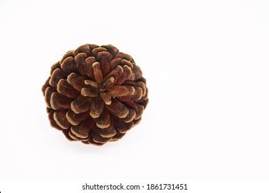 Single Pinecone Isolated On White Background Stock Photo