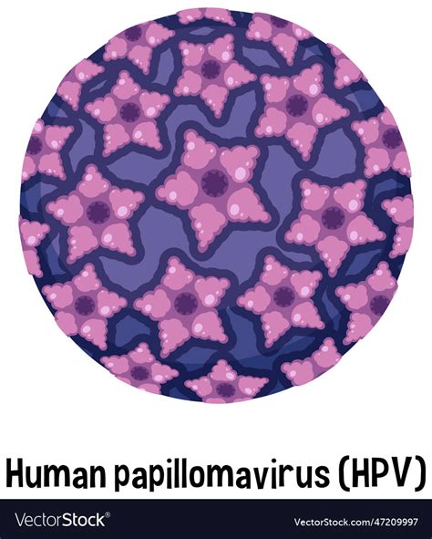 Human Papillomavirus Hpv With Text Royalty Free Vector Image