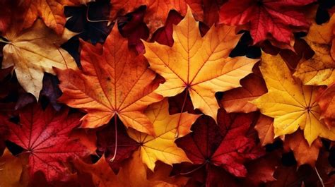 Les feuilles d'automne fonds d'écran fonds d'écran HD | Photo Premium