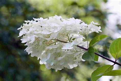 14 Beautiful Types of Hydrangea to Grow