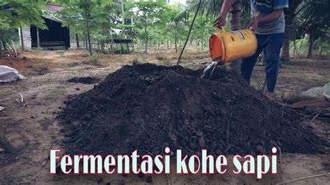 Fermentasi Kohe Sapi Dengan Memamfaatkan Media Bekas Dan Limbah Dapur