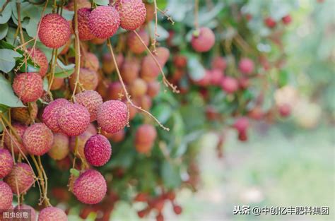 荔枝什么时候成熟季节（荔枝怎么种 荔枝什么时候成熟） 生活 布条百科