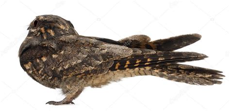 European Nightjar, or just Nightjar, Caprimulgus europaeus, in front of ...