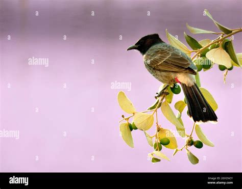 Red Vented Bulbul Stock Photo Alamy