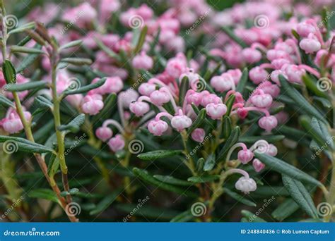 Bog Rosemary Andromeda Polifolia Blue Ice Pink Flowering Plant Stock