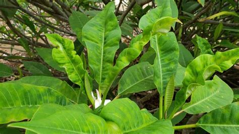 Plumeria Leaves Curling 10 Causes How To Fix Them