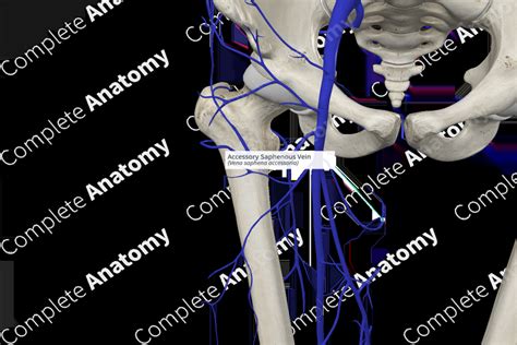 Accessory Saphenous Vein | Complete Anatomy