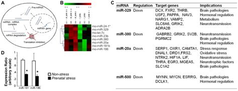 Schematic Overview Of MiRNA Biogenesis Pathways B Heat Map