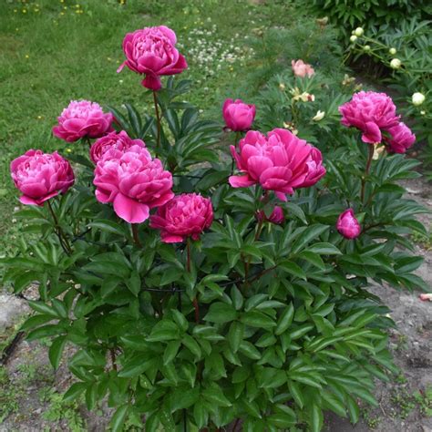 Red Sarah Bernhard Home Of Peonies