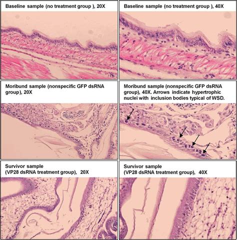 Histology Examination Carried Out To Identify WSSV Specific Pathology