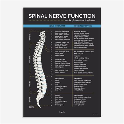 Spinal Nerve Function Chart Poster By Kirografiks