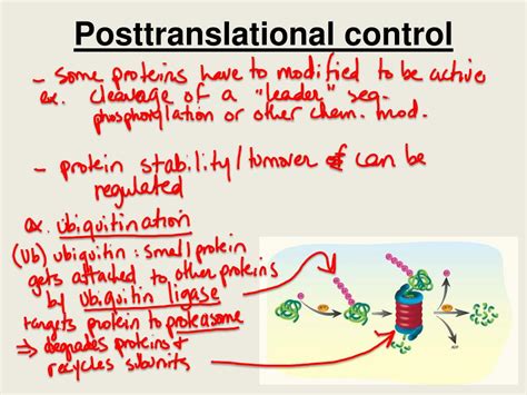 Ppt Bio 304 Lecture 29 Powerpoint Presentation Free Download Id