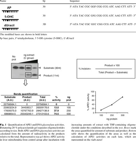 Oligonucleotides Used In Assays For Dna Repair Activities Download Table