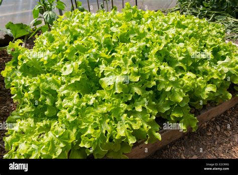 Lettuce Growing In A Raised Bed In A Polytunnel Stock Photo Alamy