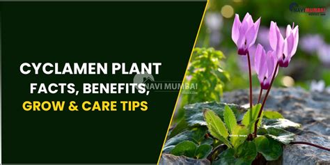 Cyclamen Plant Facts Benefits Grow And Care Tips