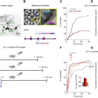 Pc Int Activation Has A Persistent Effect On Female Receptivity And