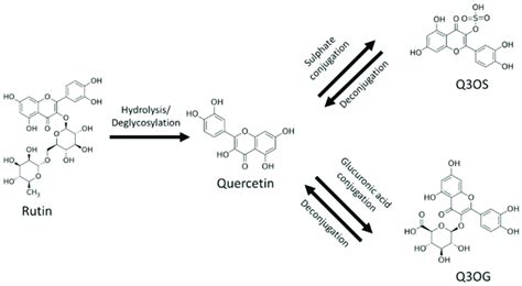 Rutin Quercetin Quercetin 3 O Sulfate Q3os Download