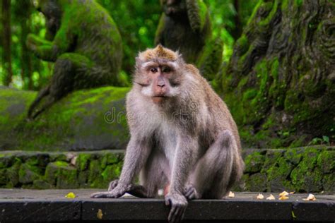 Macaque Monkey In Sacred Monkey Forest Ubud Bali Indonesia Stock Photo