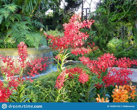 National Orchid Garden Flowers and Fountain in Singapore Stock Photo - Image of plants, garden ...