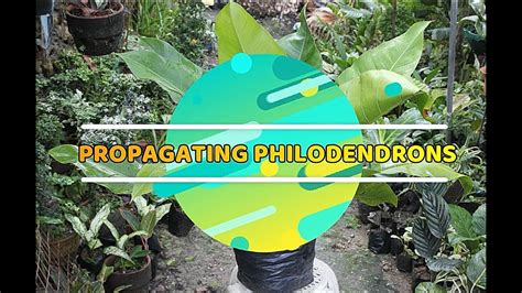 How To Propagate Philodendrons Youtube