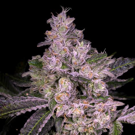 Buy Pure Michigan Strain Seeds | Premium Cultivars