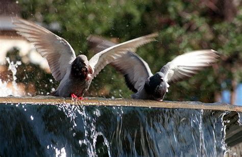 Las Aves Urbanas Son M S Valientes Que Las De Entornos Naturales