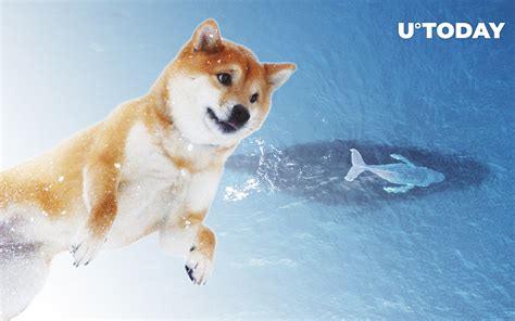 Shiba Inu Whale With 4 Trillion SHIB Increases Holdings Here S What