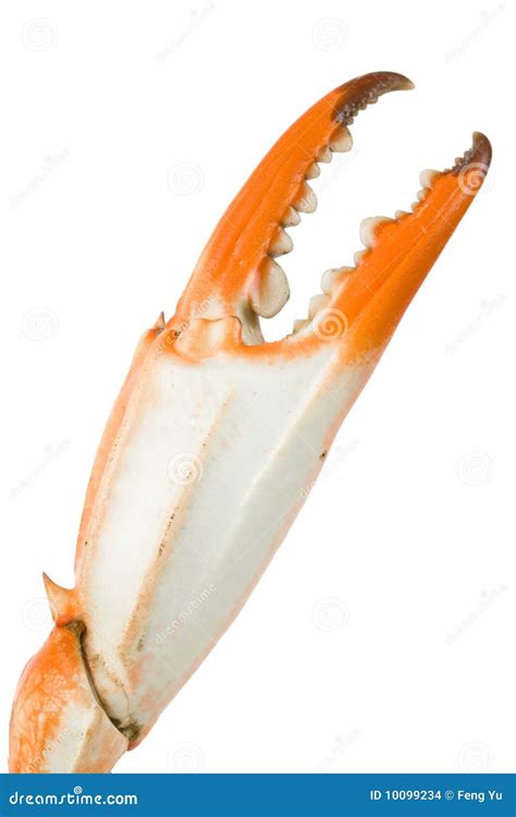 Crab Claw stock photo. Image of cooked, studio, white - 10099234