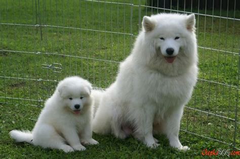 All about dogs and dog breeds - Dog breeds info with pictures and photos | Dog breeds, Dog breed ...