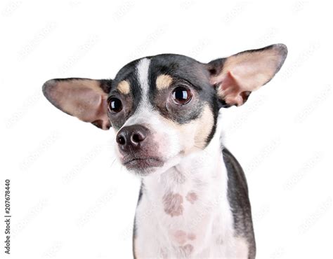 Cute Chihuahua Rat Terrier Mix On An Isolated White Background Stock