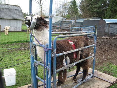 Trimming Llamas Toes Schoonover Farm Blog