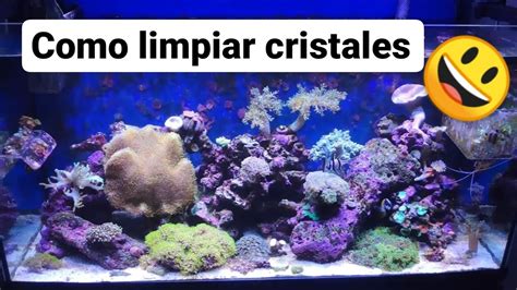 COMO LIMPIAR Los CRISTALES Del ACUARIO MARINO YouTube