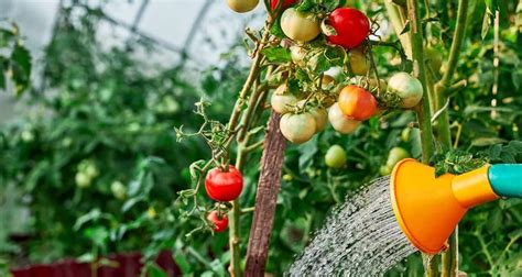 Wann sollte man Tomaten gießen morgens oder abends