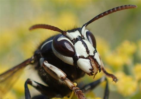 Bald Faced Hornets Removal • Michigan • 189 And Up