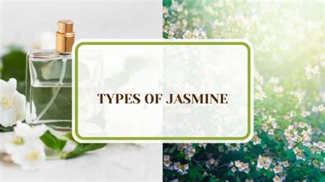 19 Types of Jasmine Every Gardener Should Know About - Plant America