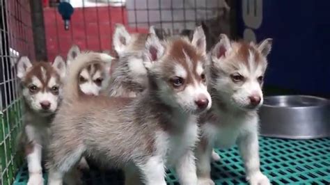 Pring Kennel Siberian Huskies Youtube