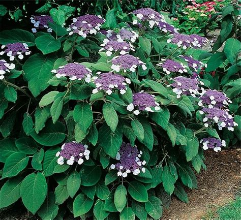 HYDRANGEA Villosa Velvet And Lace Hortensia Villosa Plantes Shopping