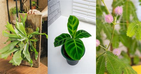 Rare Unusual Houseplants To Add To Your Collection Garden Beds