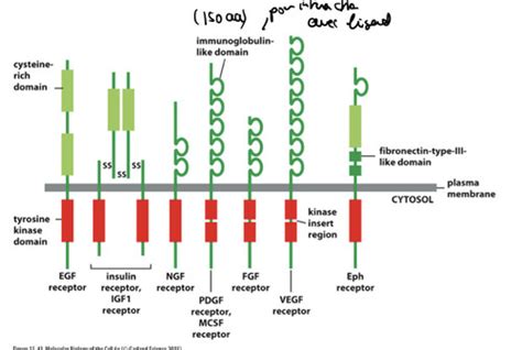 Broz Transduction Du Signal 2 Flashcards Quizlet